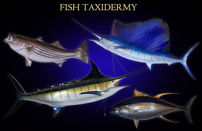 The Best Fish Taxidermy Available